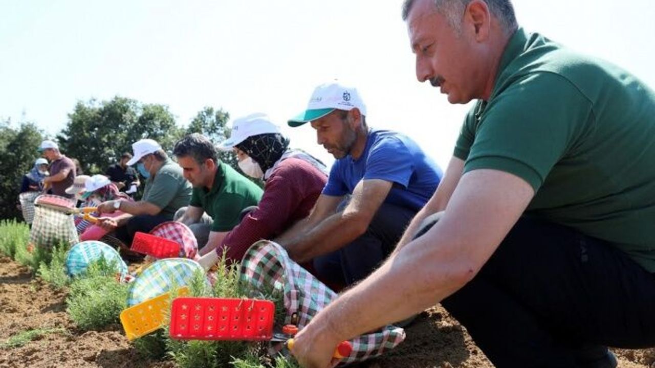 Kooperatif ve birliklere yüzde 75 hibe desteği   