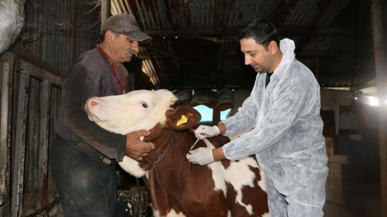 Körfez Belediyesinden, hayvan besicilerine önemli destek