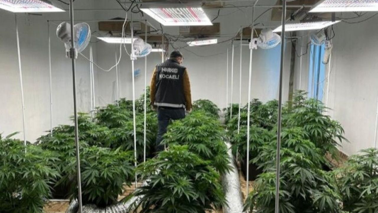 Villa tarzı evini, kenevir yetiştirmek amacıyla kullandı