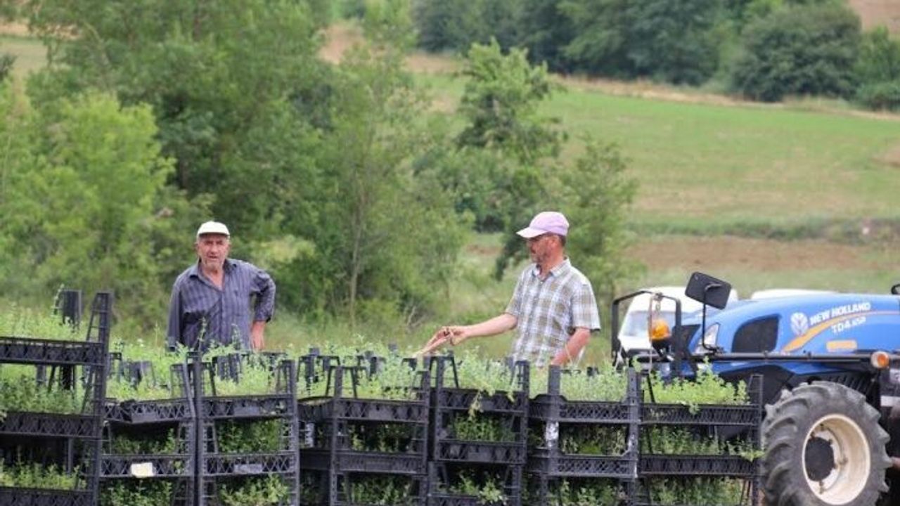 Tıbbi Aromatik, Bitki Yetiştiriciliğinde yeni ürün; kekik