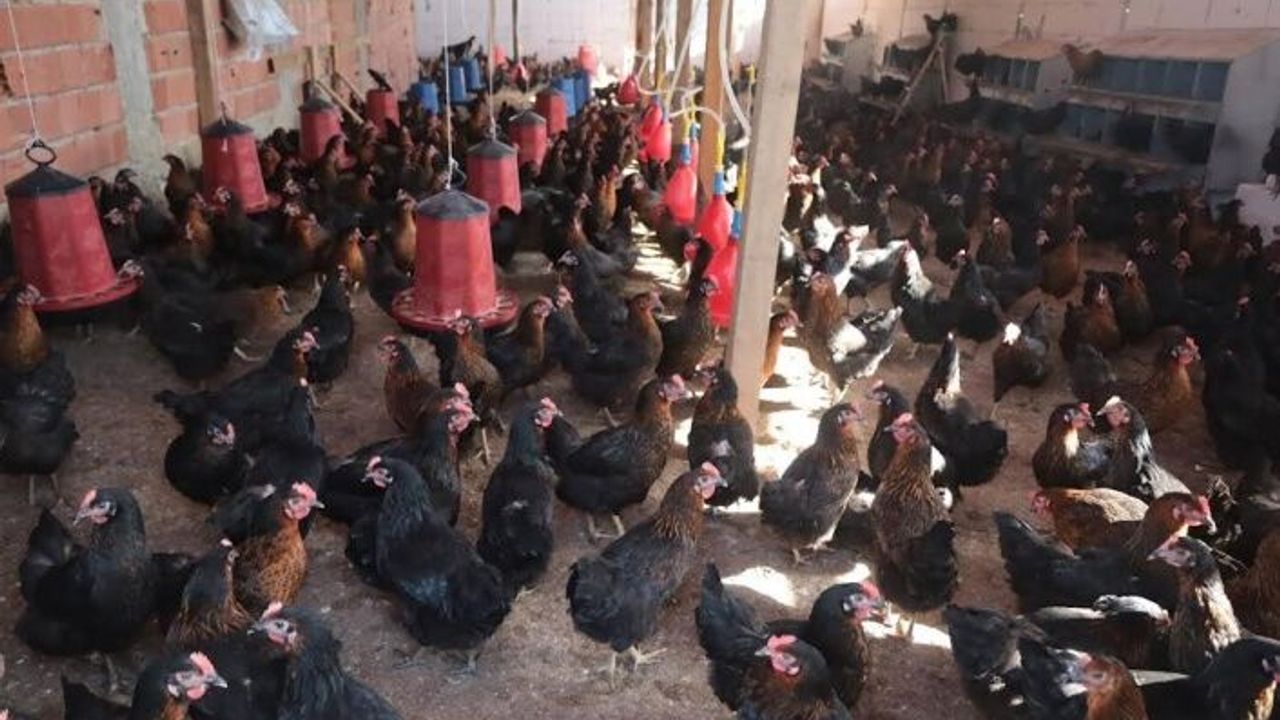 Kocaeli’de yüzde 50 hibeli, tavuk desteği üreticilerin yüzünü güldürdü