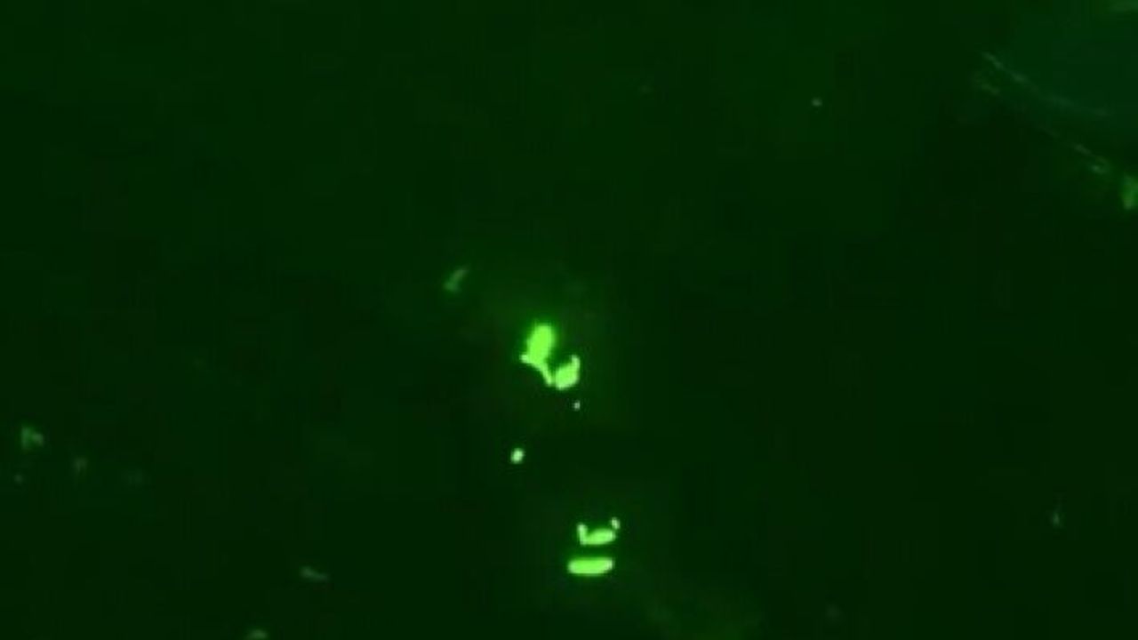 “Mercek-13” operasyonları kapsamında Kocaeli dahil