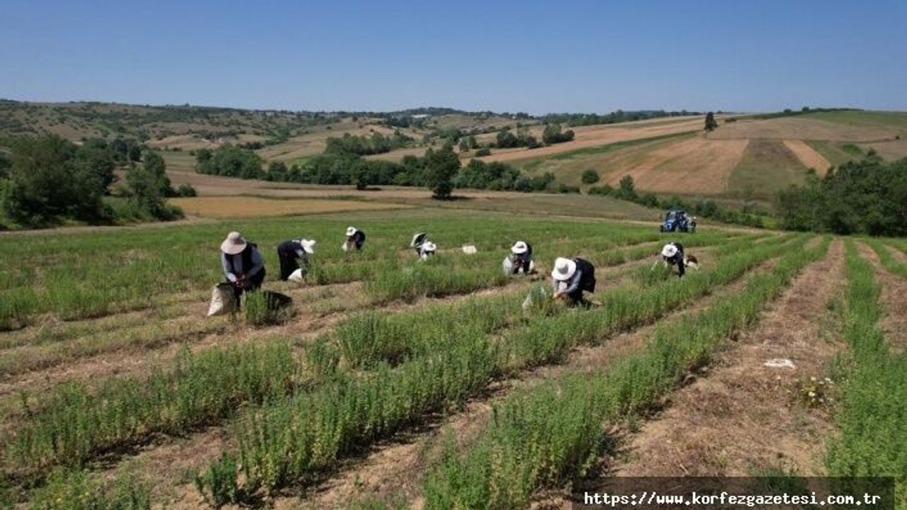 Kocaeli’de, Tıbbi ve Aromatik Bitki Hasadı, başladı