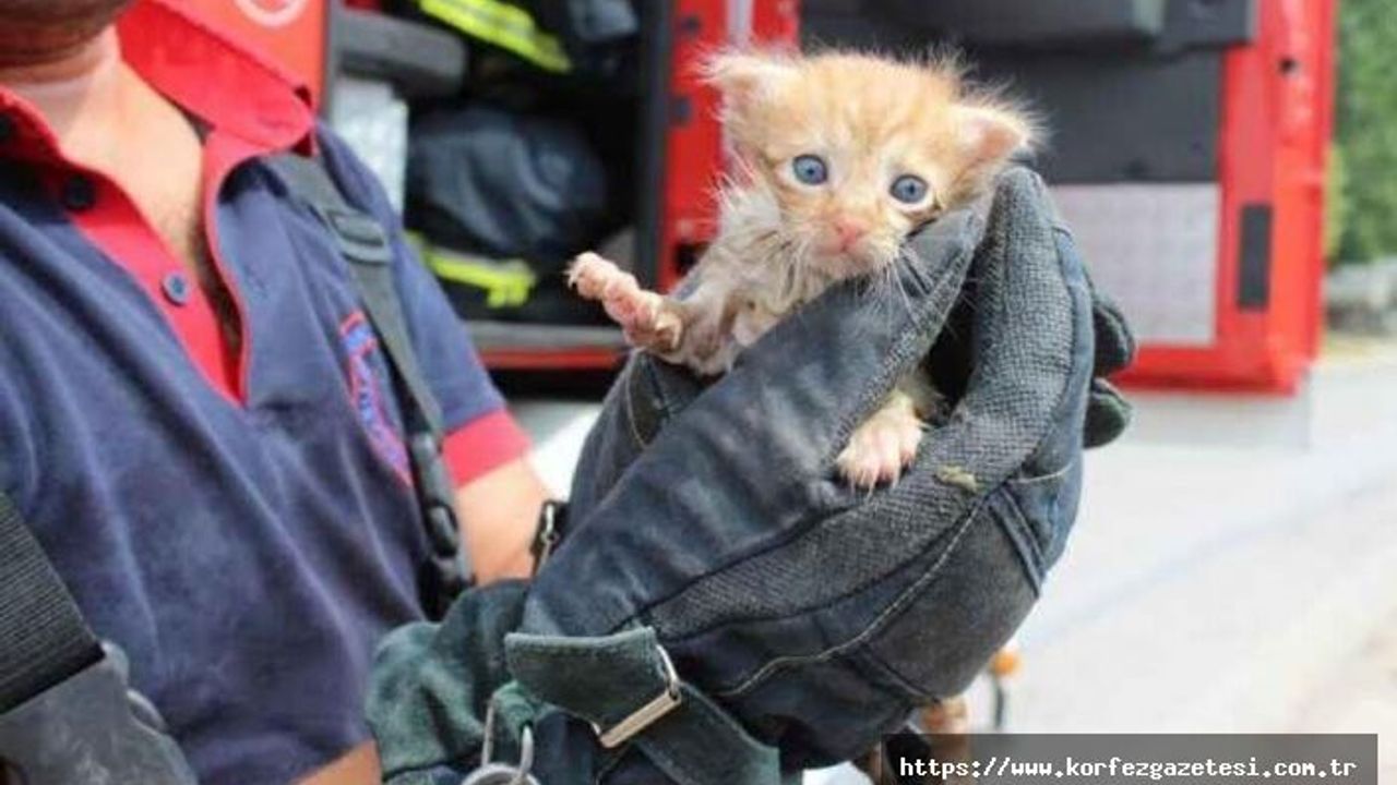 Kocaeli Büyükşehir Belediyesi Can Dostlarına Destek Olmaya Devam Ediyor