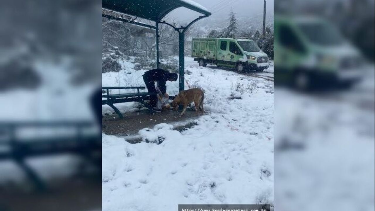 KÖRFEZ BELEDİYESİ, SOKAK HAYVANLARININ AÇ KALMALARINI ÖNLEDİ