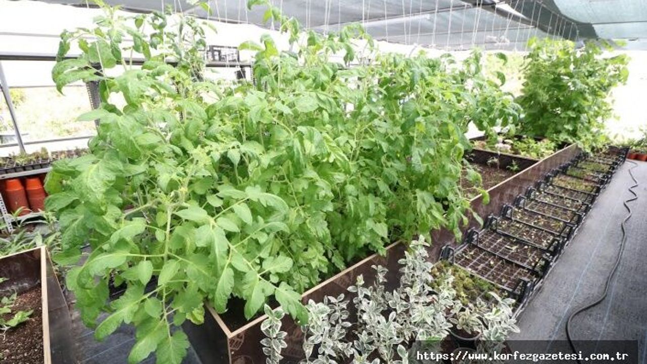 Derince Belediyesi Kendi Serasını Kurarak Yeşil Dönüşüm Başlattı