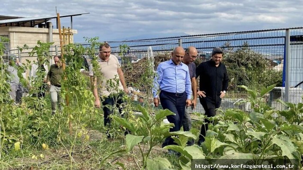 Körfez’de Ata Tohumuyla İlk Hasat Gerçekleşti