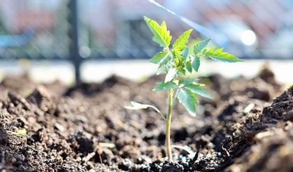 Körfez Belediyesi’nden Ata Tohumu Üretim Hamlesi